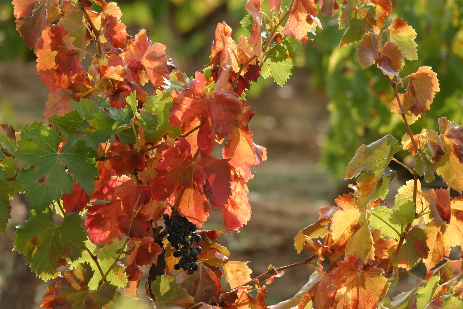 In Provence, we're already savoring the flavors of autumn!