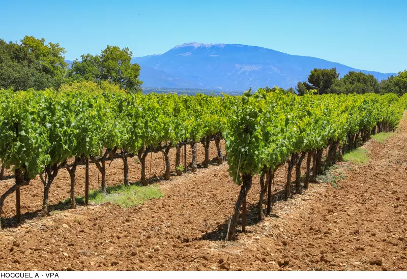 Les vins à proximité du Mont Ventoux