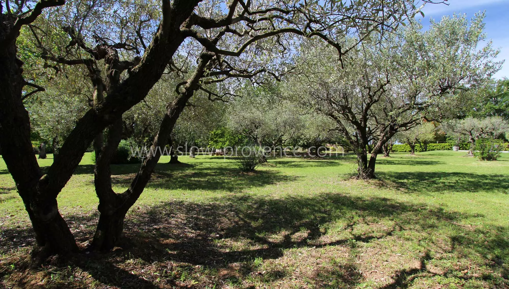 Spacious and shaded garden