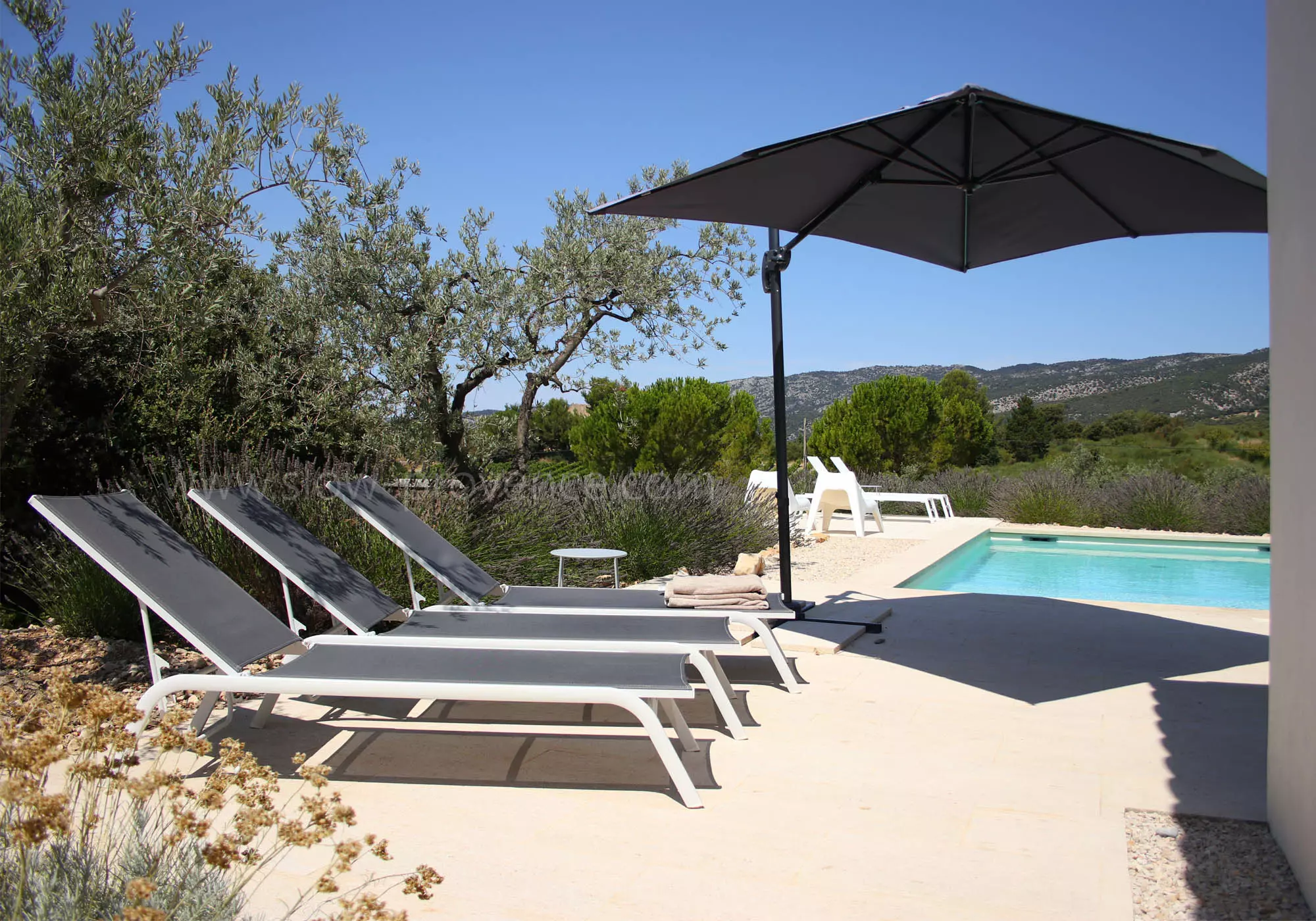 Olive trees and lavender for a very Provencal garden