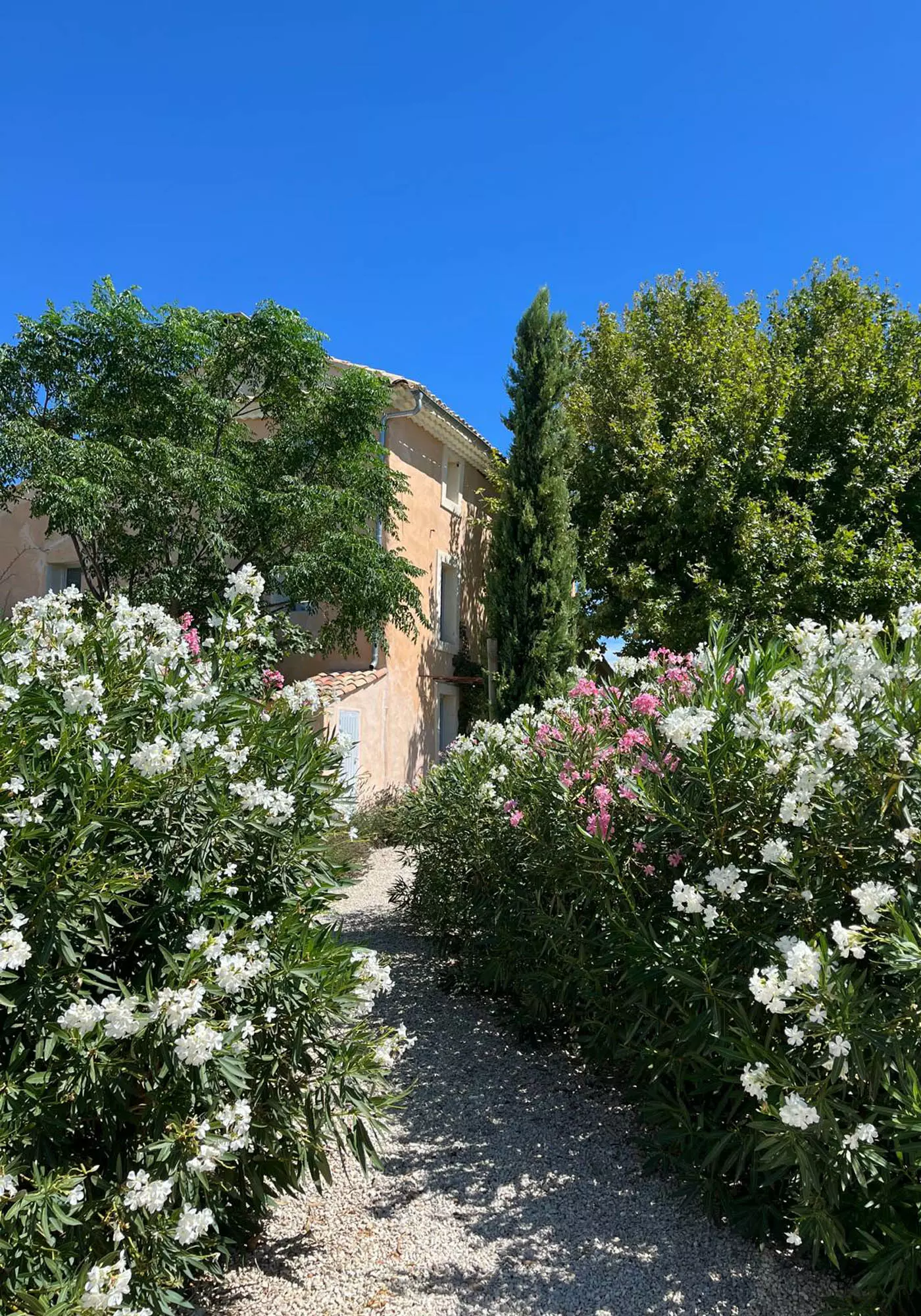 Arrival at the farmhouse through oleanders