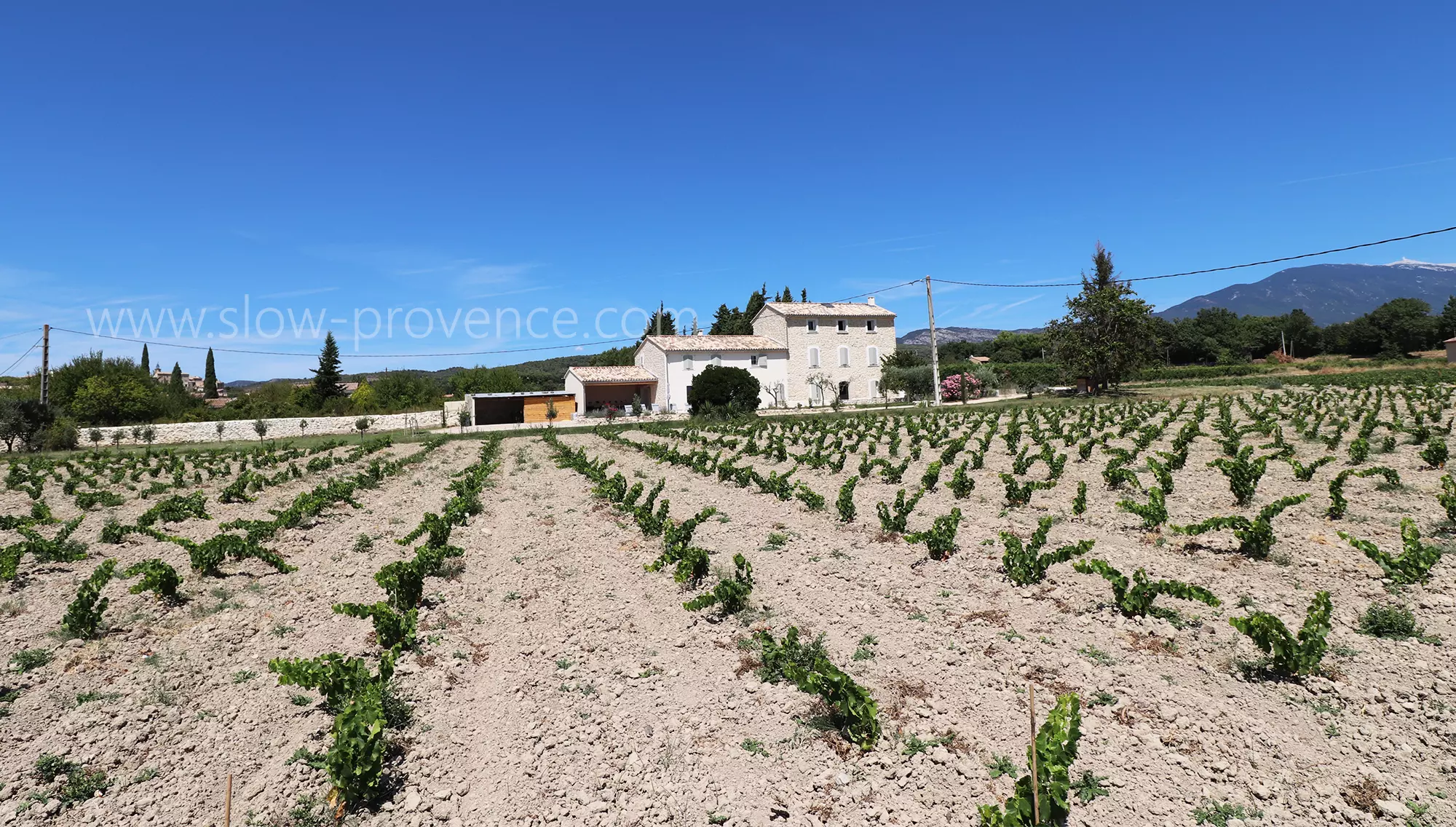 Mas surrounded by vines