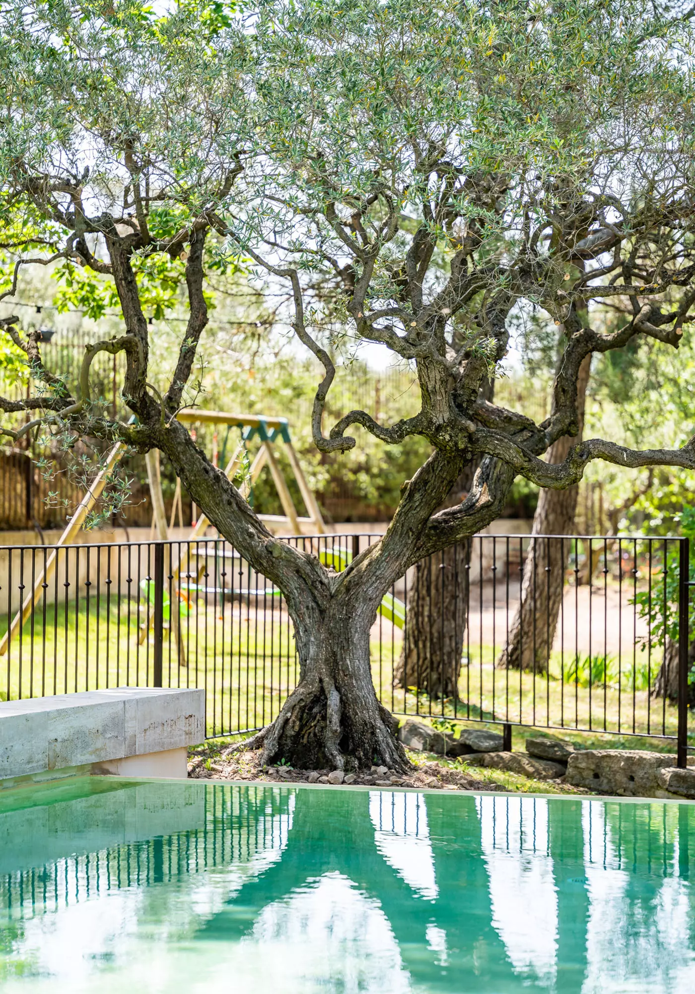 Old olive trees by the pool