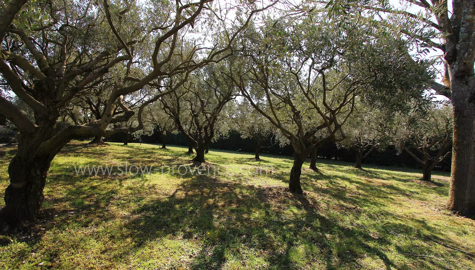 Olive tree orchard