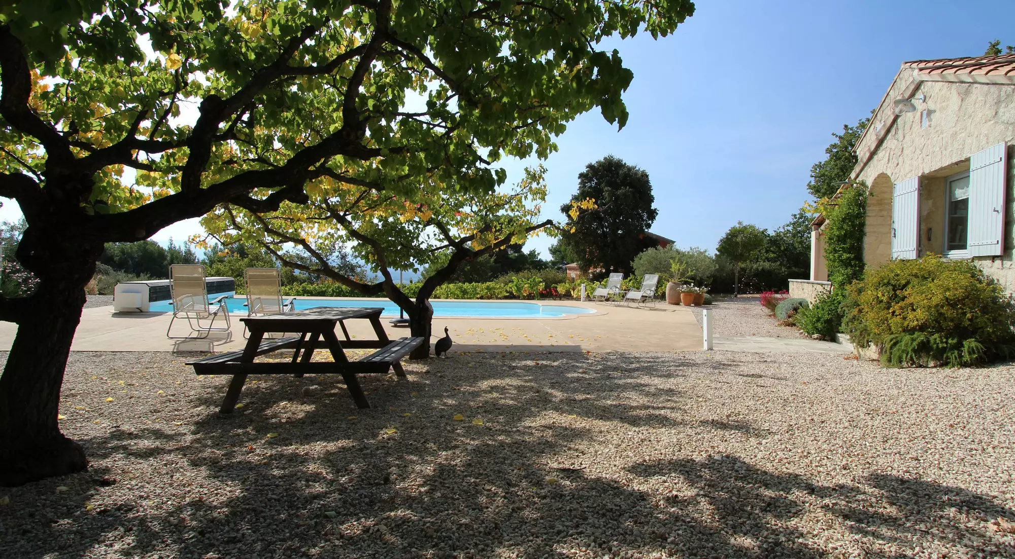 Under the apricot tree...