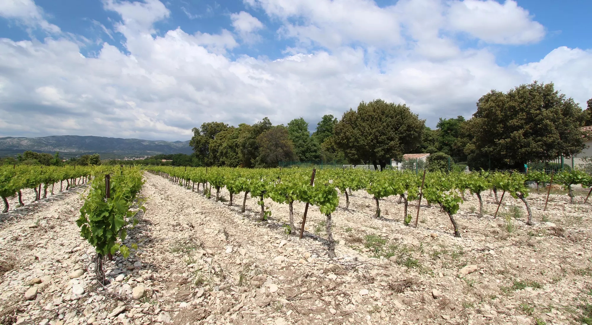 House with vineyards view