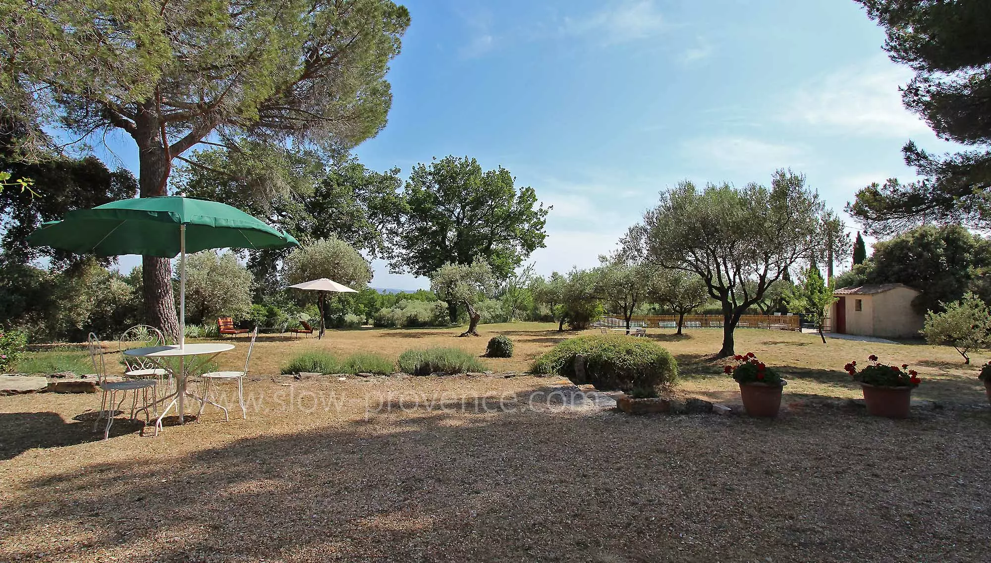 Olive trees, vines, lavender and pine trees